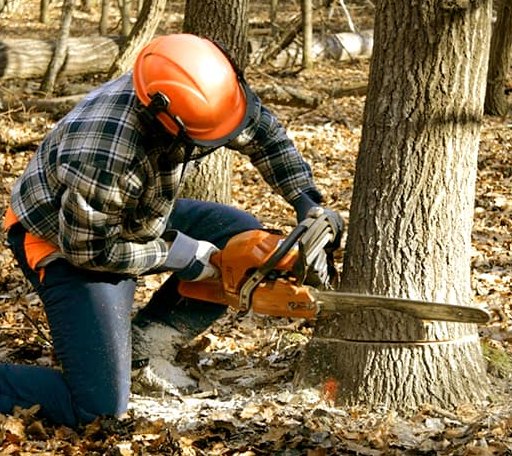 Tree Removal in Ransom Canyon, TX